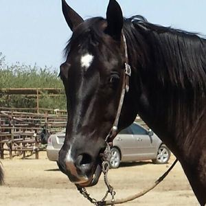 Meet your Posher, Cheri